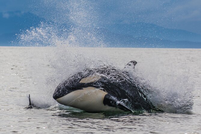 "Catch of the day" Whale-watching, Icy strait point, Hoonah - Icy Strait Point: Why This Whale Watch Feels More Wild