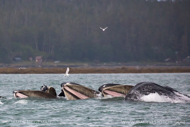 "Catch of the day" Whale-watching, Icy strait point, Hoonah - The Boat You’ll Actually Want to Be On: 38-Foot Power Cat Comfort