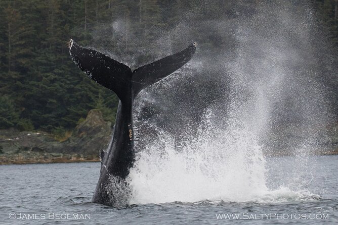 "Catch of the day" Whale-watching, Icy strait point, Hoonah - What You Might See: Humpbacks, Porpoise, Bears, and Possible Orcas