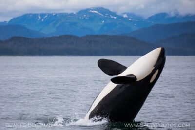 "Catch of the day" Whale-watching, Icy strait point, Hoonah - Pickup Reality at Icy Strait Point: 30 Minutes Early and Save Your Directions
