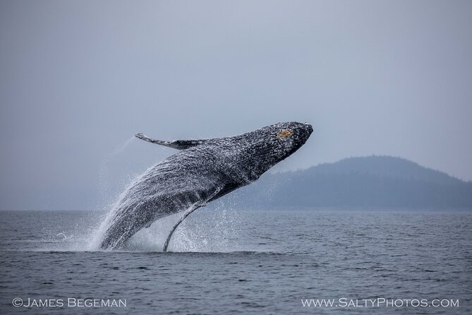 "Catch of the day" Whale-watching, Icy strait point, Hoonah - Photo Tips That Actually Matter From a Boat That Gets You Close