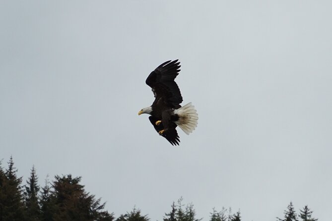 "Catch of the day" Whale-watching, Icy strait point, Hoonah - Comfort, Seasickness, and the Little Things That Make or Break It