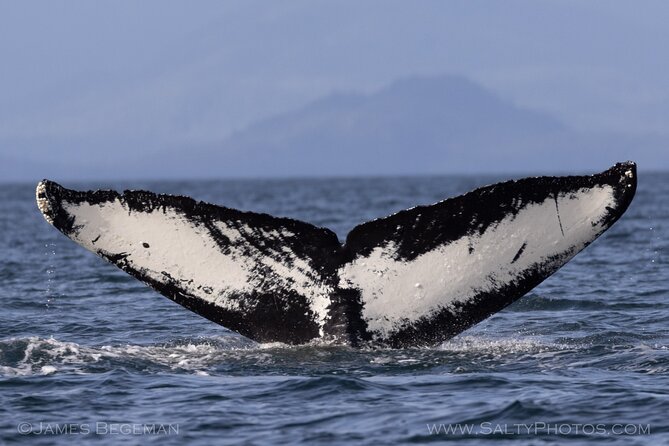 "Catch of the day" Whale-watching, Icy strait point, Hoonah - Price and Value: Is $236 a Good Deal for This 3-Hour Cruise?