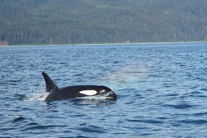 "Catch of the day" Whale-watching, Icy strait point, Hoonah - Who This Tour Fits Best (and Who Might Want to Skip)