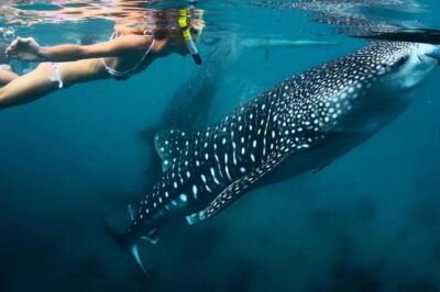 Cebu: Oslob Whale Shark Swimming and Kawasan Falls Canyoneering - The Early-Start Reality: Pickup Times and How to Survive Them