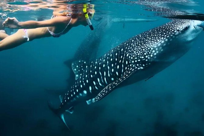 Cebu: Oslob Whale Shark Swimming and Kawasan Falls Canyoneering - The Early-Start Reality: Pickup Times and How to Survive Them