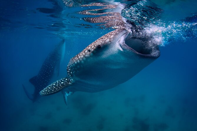 Cebu Whale Shark Encounter, Moalboal Sardines & Tumalog Falls - Key things to know before you go