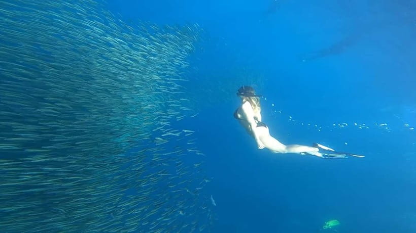 Cebu: Whale Sharks, Kawasan Falls, & Sardines Run Snorkeling - Key Points Before You Go