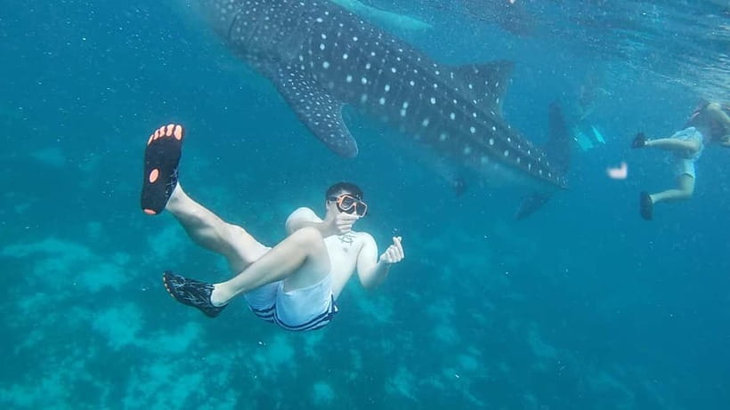 Cebu: Whale Sharks, Kawasan Falls, & Sardines Run Snorkeling - Oslob Whale Shark Watching: Boat Time, Snorkeling Options, and Real Safety Focus