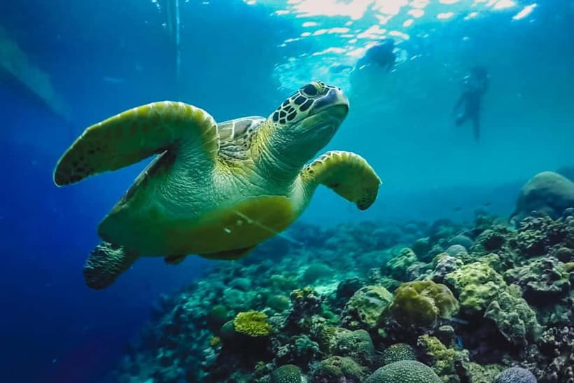 Cebu: Whale Sharks, Kawasan Falls, & Sardines Run Snorkeling - What’s Included (and Why the Small Stuff Matters)