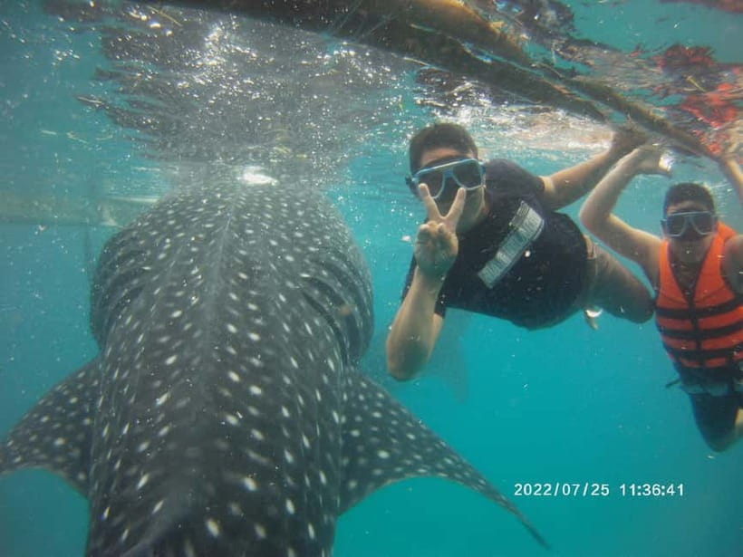 Cebu: Whale Sharks, Kawasan Falls, & Sardines Run Snorkeling - Who This Tour Is Best For (and Who Should Skip It)