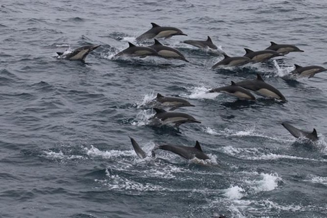 City Cruises San Diego: Whale and Dolphin Watching Adventure - Key highlights to pay attention to