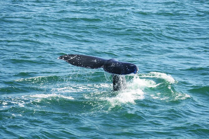 City Cruises San Diego: Whale and Dolphin Watching Adventure - A practical guide to City Cruises San Diego whale and dolphin watching