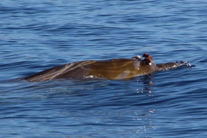 Costa Adeje | Cetacean sighting in Tenerife South - Finding cetaceans near Tenerife South without chasing