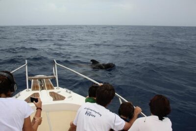 Costa Adeje | Cetacean sighting in Tenerife South - The hydrophone moment: when whalesong stops being a theory
