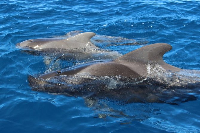 Costa Adeje | Cetacean sighting in Tenerife South - Who should book this eco cetacean outing
