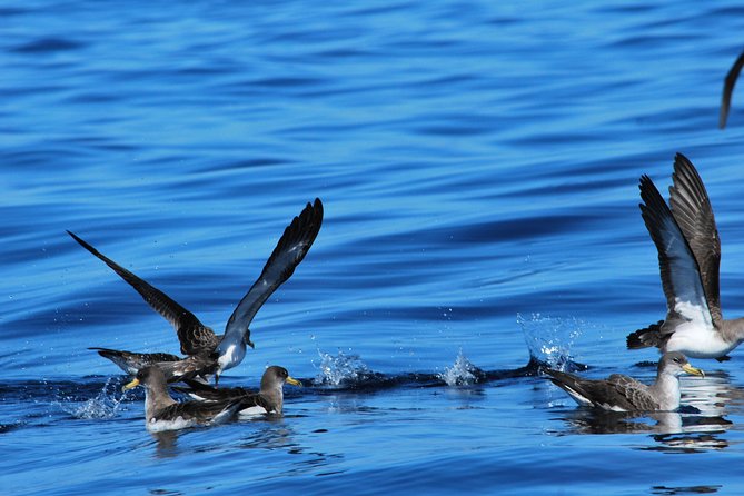 Costa Adeje | Cetacean sighting in Tenerife South - Practical tips so your sea day goes smoothly