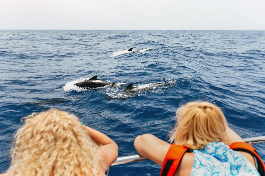 Costa Adeje: Whale Watching Catamaran Tour with Drinks - Key highlights at a glance