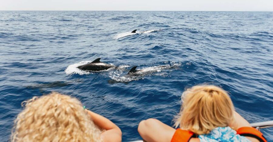 Costa Adeje: Whale Watching Catamaran Tour with Drinks - The viewing plan: pilot whales, dolphins near fish farms, and what else is possible