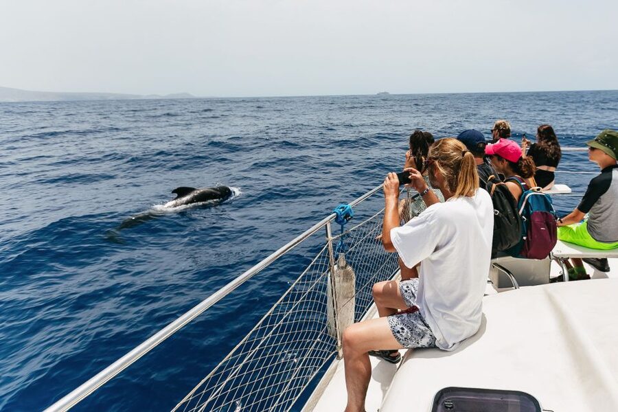 Costa Adeje: Whale Watching Catamaran Tour with Drinks - Free drinks onboard: the small thing that changes the mood