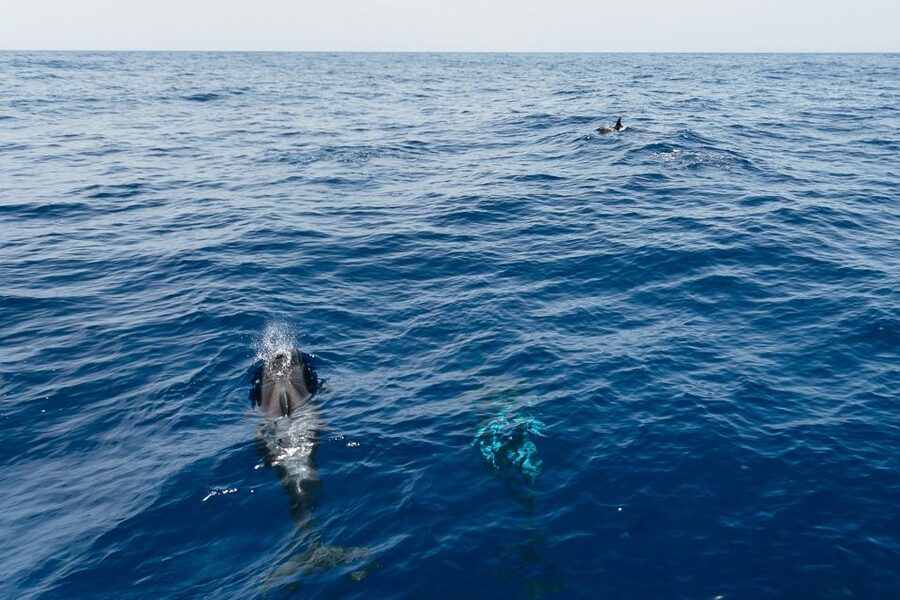 Costa Adeje: Whale Watching Catamaran Tour with Drinks - Onboard vibe: small capacity, catamaran comfort, and crew control