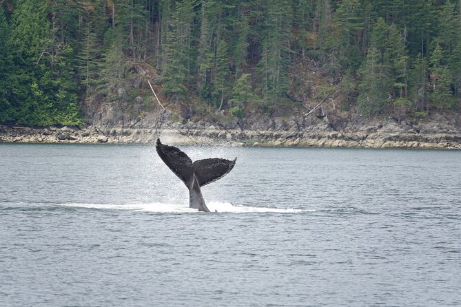 Covered Boat Whale Watching 4-Hour Tour from Campbell River - Key Highlights Worth Knowing Before You Go