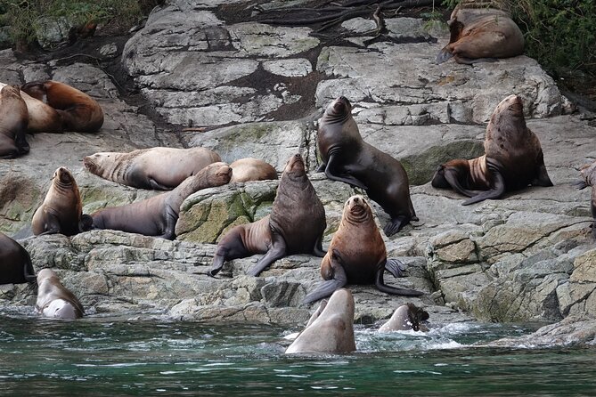 Covered Boat Whale Watching 4-Hour Tour from Campbell River - Why This Route Works So Well for First-Timers