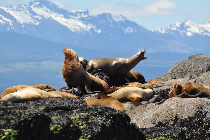 Covered Boat Whale Watching 4-Hour Tour from Campbell River - Family-Friendly, Small-Group, and Built for Comfort