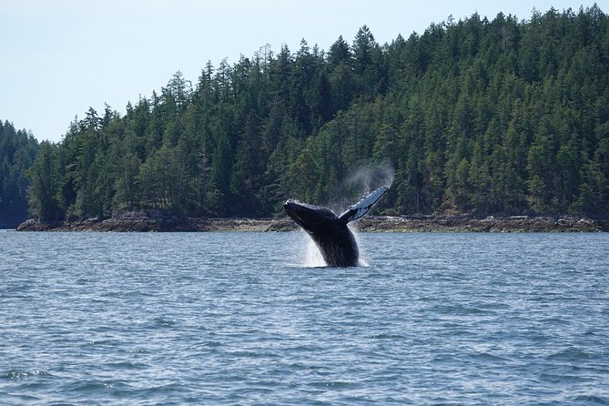 Covered Boat Whale Watching 6-Hour Tour from Campbell River - Campbell River Morning: A Straightforward Start to Whale Watching
