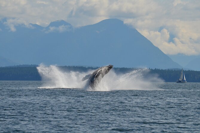 Covered Boat Whale Watching 6-Hour Tour from Campbell River - Wildlife Time That Doesn’t Feel Rushed