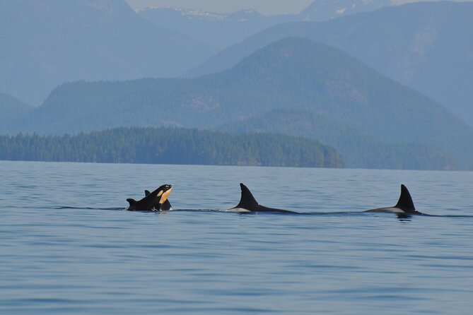 Covered Boat Whale Watching 6-Hour Tour from Campbell River - Comfort and Safety: Floater Suits Included
