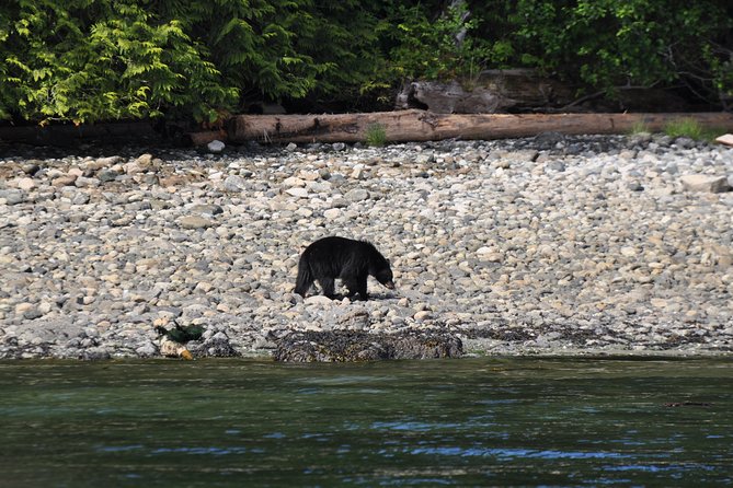 Covered Boat Whale Watching 6-Hour Tour from Campbell River - Price and Value: What $270.91 Buys You