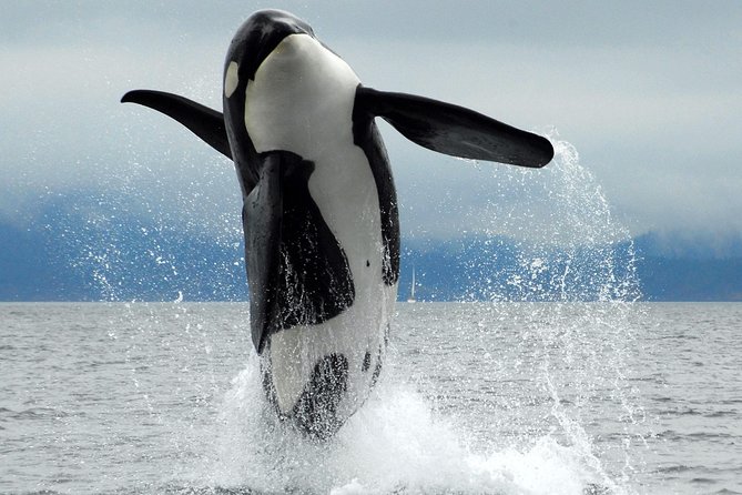 Cowichan Bay Half Day Whale & Wildlife Adventure - Quick hits worth noting