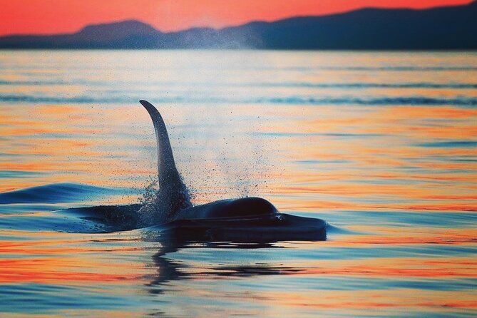 Cowichan Bay Half Day Whale & Wildlife Adventure - Why Cowichan Bay works for whales (and your schedule)