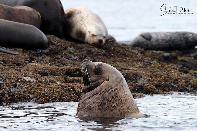 Cowichan Bay Half Day Whale & Wildlife Adventure - What you can realistically expect to see on the water