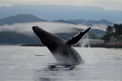 Cowichan Bay Half Day Whale & Wildlife Adventure - Private boat time with up to 12 people