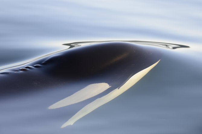 Cowichan Bay Half Day Whale & Wildlife Adventure - Price and value: what you’re paying for