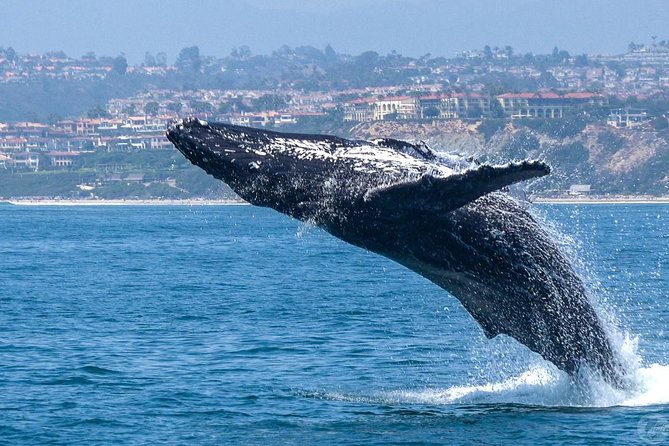 Dana Point Dolphin and Whale Watching with Underwater Viewing - Boarding the Catamaran: Manute’a, DolphinSafari, or Lily