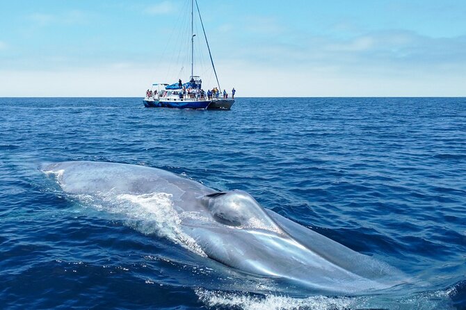 Dana Point Dolphin and Whale Watching with Underwater Viewing - The Cruise Plan: How You Actually Get Better Wildlife Odds
