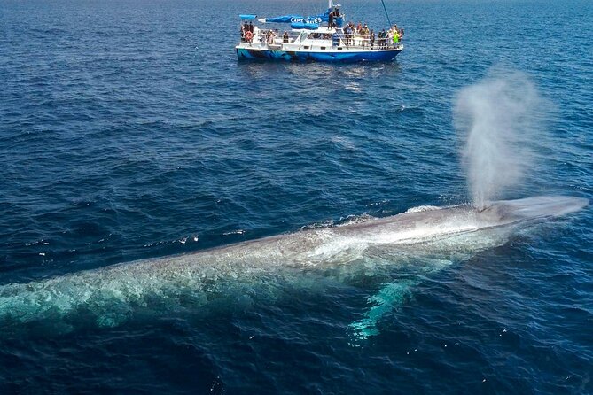 Dana Point Dolphin and Whale Watching with Underwater Viewing - Comfort on the Water: Timing, Weather, and Sea-Sickness Reality