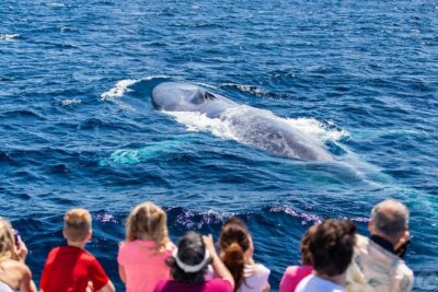 Dana Point Dolphin and Whale Watching with Underwater Viewing - On-Board Naturalist Commentary: What You Learn While You Watch