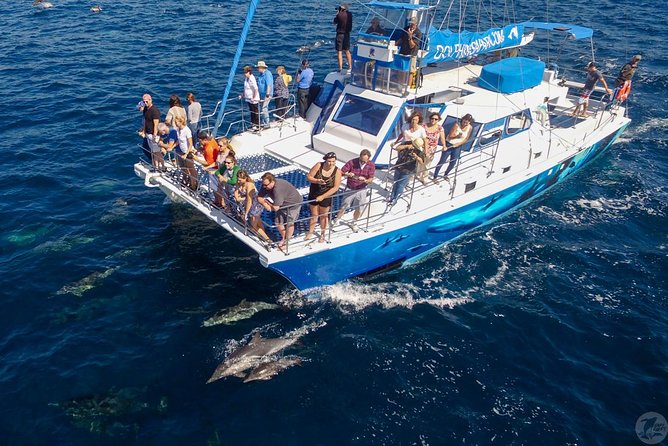 Dana Point Dolphin and Whale Watching with Underwater Viewing - Who This Tour Fits Best (and Who Might Want a Different Plan)