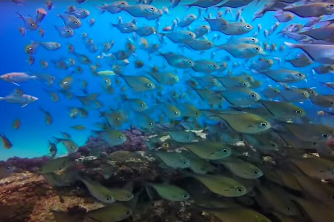 Day Trip to Ponta de Ouro Beach /Dolphin Swim+Snorkel+Whale Watch - Pickup, Private Group, and Value for $230