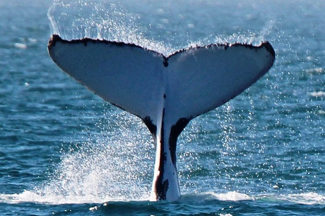 Deluxe Mega Fauna Humpback or Whaleshark Swim Ningaloo Reef - Ningaloo Mega-Fauna: why this day feels special