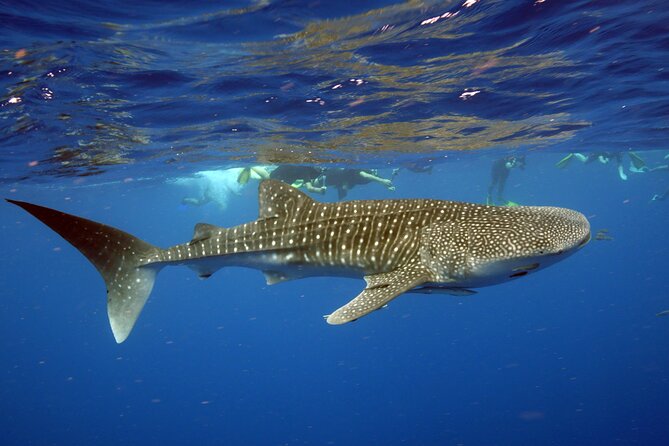 Deluxe Mega Fauna Humpback or Whaleshark Swim Ningaloo Reef - Ningaloo Reef’s swim plan: humpbacks vs whale sharks vs what’s actually available