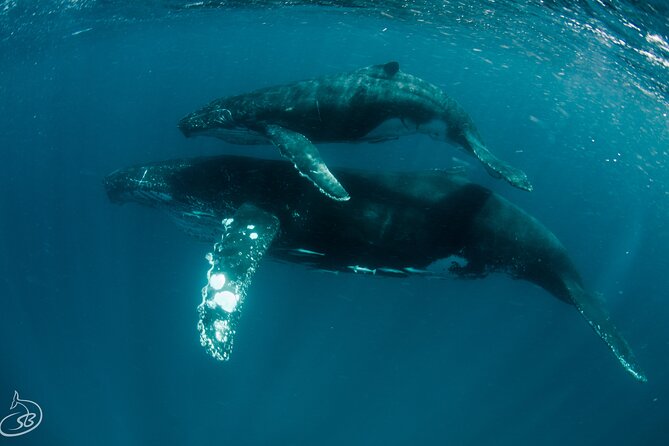 Deluxe Mega Fauna Humpback or Whaleshark Swim Ningaloo Reef - What the reef day looks like once you’re on the water