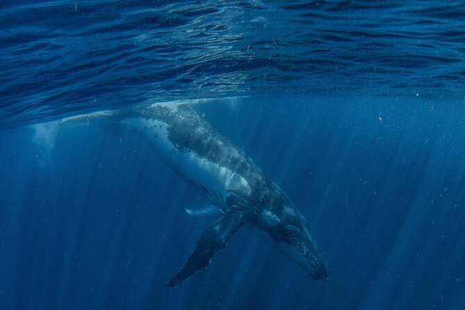 Deluxe Mega Fauna Humpback or Whaleshark Swim Ningaloo Reef - Snorkeling requirements: who this is for (and who should think twice)