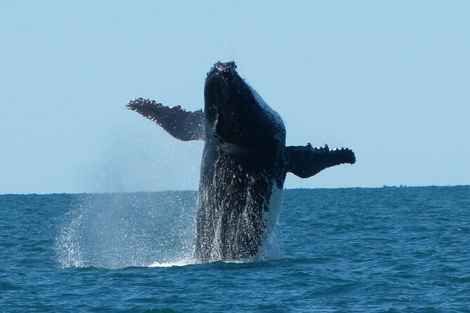 Deluxe Mega Fauna Humpback or Whaleshark Swim Ningaloo Reef - The early morning setup: pickup, meeting point, and timing