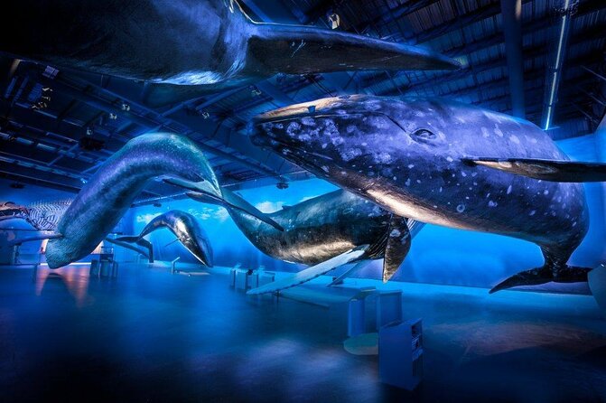 Deluxe Whale Watching and Whales of Iceland Exhibition Combo from Reykjavik - Key things to know before you go