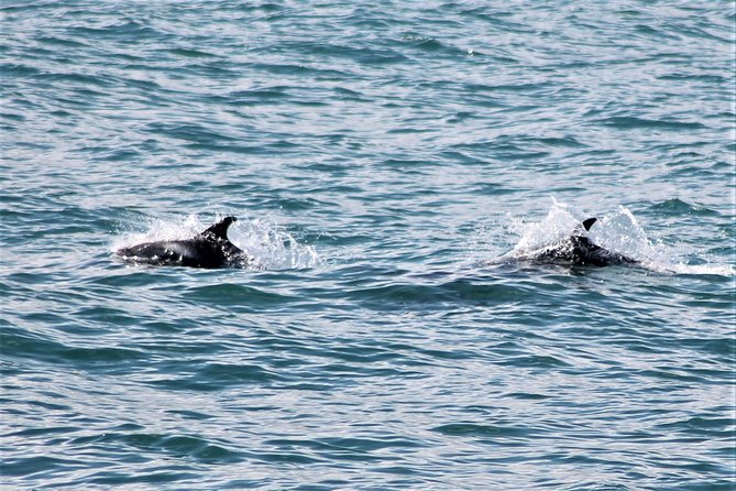 Deluxe Whale Watching and Whales of Iceland Exhibition Combo from Reykjavik - How the Deluxe Whale Watch + Whales of Iceland combo works